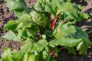 pancar Sebze bahçe büyüyen.