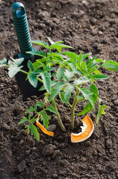 Выращивание томатного растения в огороде . — стоковое фото