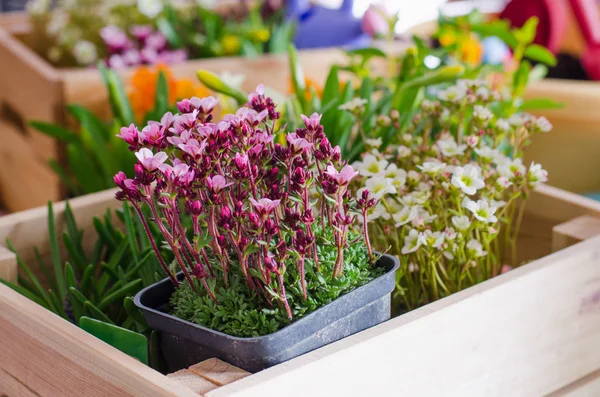 Blommor krukor för liten trädgård, uteplats eller terrass. Plantor av våren vackra blommor i en trälåda. — Stockfoto