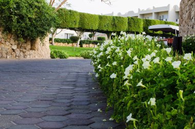 Şarm El-Şeyh ' t e beş yıldızlı otel bakımlı Park toprakları.