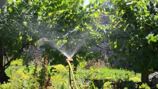 Automatisches Bewässerungssystem Garten Blumen Und Sträucher Sprinkleranlage Bewässerung Gartenpflegekonzept Wassertropfen — Stockvideo