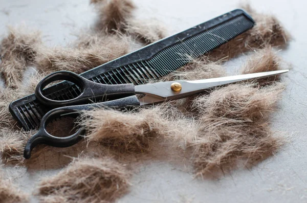 Pile of cut hair, scissors for haircuts and comb. Tools for haircuts. Close-up