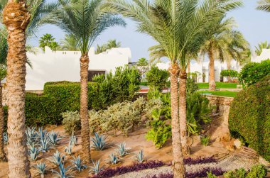 Sharm El Sheikh beş yıldızlı otel bakımlı Park toprakları. Tesiste kaktüsler ve palmiye ağaçları ile peyzaj tasarımı. Mısır 'da yaz.