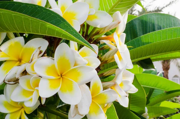 Plumeria Frangipani Plumeria Rubra Roślina Ozdobna Białymi Żółtymi Kwiatami Tło — Zdjęcie stockowe