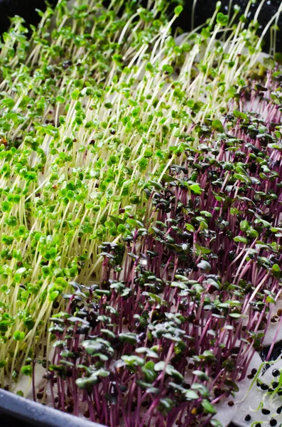 Mixed micro greens is grown at home. Healthy and fresh micro greens sprouts closeup. Healthy eating concept. Healthy eating as lifestyle. Top view, flat lay.