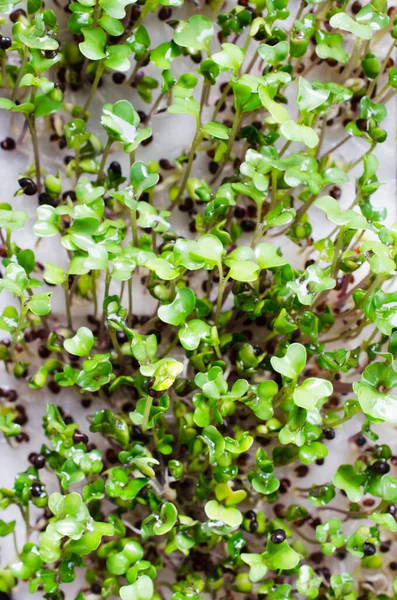 Micro greens is grown at home. Healthy and fresh micro greens sprouts closeup. Healthy eating concept. Healthy eating as lifestyle. Top view, flat lay.