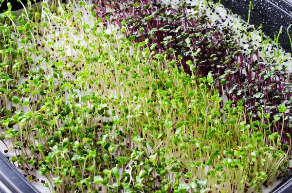 Mixed micro greens is grown at home. Healthy and fresh micro greens sprouts closeup. Healthy eating concept. Healthy eating as lifestyle. Top view, flat lay.