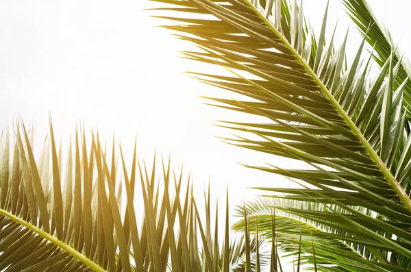 Sun over green palm leaves. Tropical Background. Summer vacation and holiday concept.