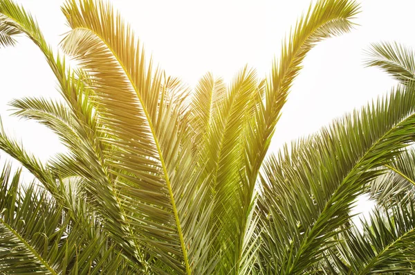 Słońce Nad Zielonymi Liśćmi Palmy Tropikalne Tło Koncepcja Wakacji Letnich — Zdjęcie stockowe