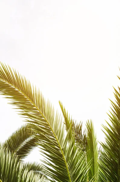 Słońce Nad Zielonymi Liśćmi Palmy Tropikalne Tło Koncepcja Wakacji Letnich — Zdjęcie stockowe