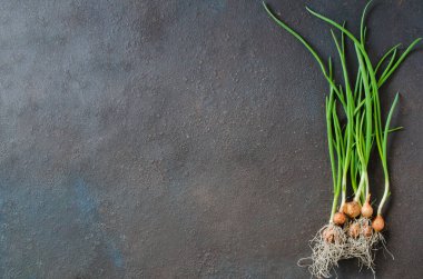 Bahçe yatağından yeni toplanmış taze organik soğanlar. Koyu beton arkaplanda bir demet taze soğan.