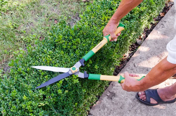 Emberkezek Ágakat Vágnak Bokorból Kerti Metszővel Buxus Sempervirens Kertészkedés Vidéken — Stock Fotó