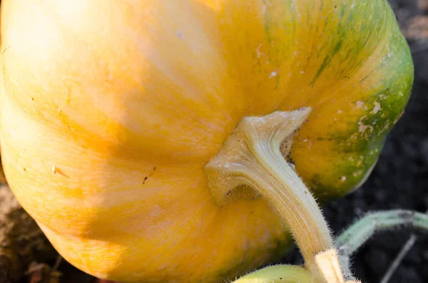 Gros Plan Sur Tige Citrouille Grande Citrouille Orange Verte Plein — Photo