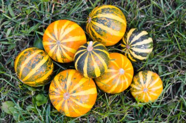 Çimlere saçılmış küçük dekoratif balkabakları. Şükran Günü ya da Cadılar Bayramı için köy sahnesi. Sonbahar zamanı.