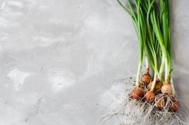 Bahçe yatağından yeni toplanmış taze organik soğanlar. Gri beton arka planda bir demet taze soğan.