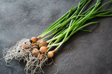 Bahçe yatağından yeni toplanmış taze organik soğanlar. Koyu beton arkaplanda bir demet taze soğan.