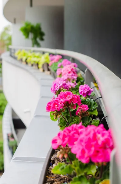 Blomkrukor Med Vacker Blommande Pelargon Längs Balkongräcket Mysig Sommarbalkong Med — Stockfoto