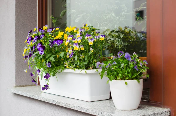 Blumentöpfe Mit Schön Blühenden Stiefmütterchen Auf Dem Balkon Gemütlicher Sommerbalkon — Stockfoto