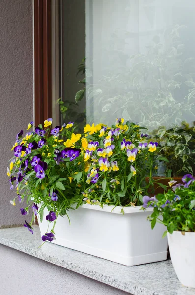 Blumentöpfe Mit Schön Blühenden Stiefmütterchen Auf Dem Balkon Gemütlicher Sommerbalkon — Stockfoto