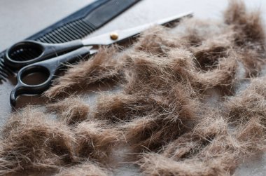 Saç kesimi yığını, saç kesimi ve tarak için makas. Saç kesimi için aletler. Yakın plan.