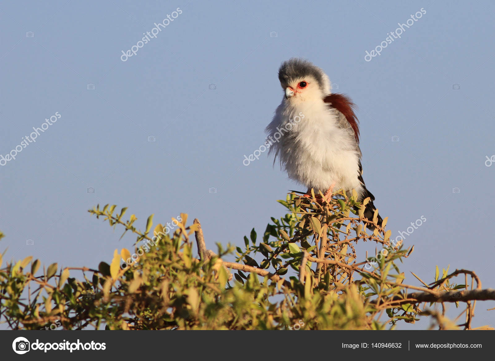 African Pygmy Falcon Stock Photo Image By C Vlasenkov 140946632