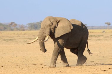 büyük erkeği Afrika fili olarak