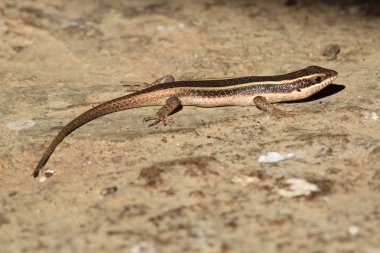 Gökkuşağı Skink (Mabuya margaritifera)
