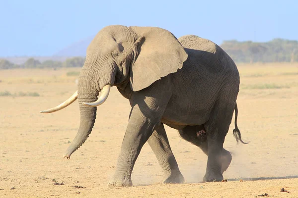 Riesiges Männchen des Afrikanischen Elefanten — Stockfoto