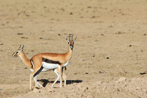 Couple of gazelles of Thompson — Stock Photo, Image