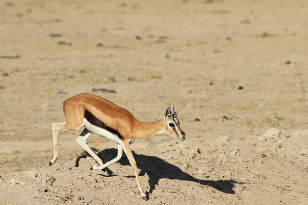 The running Thompson's Gazelle — Stock Photo, Image