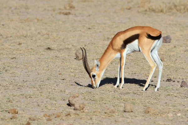 Thompson's gazelle beautiful male — Stock Photo, Image