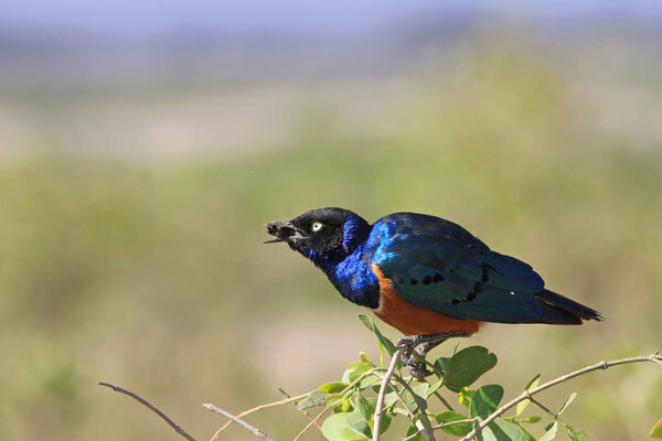 African Superb starling