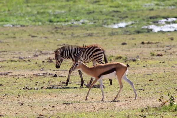 Thompson gazelle auf einem tränkplatz vor dem hintergrund eines zebras — Stockfoto