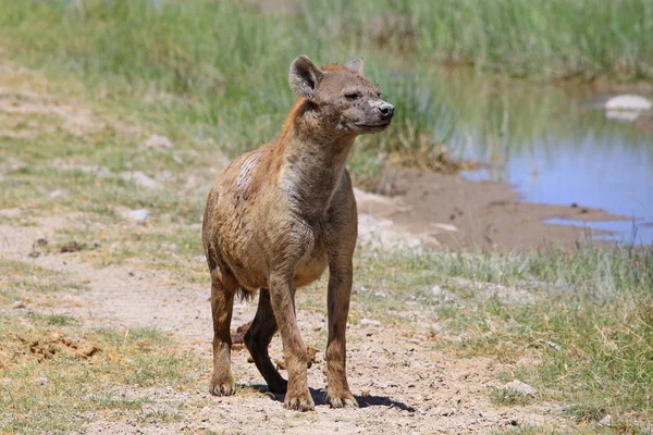 Schöne erwachsene fleckige Hyäne — Stockfoto