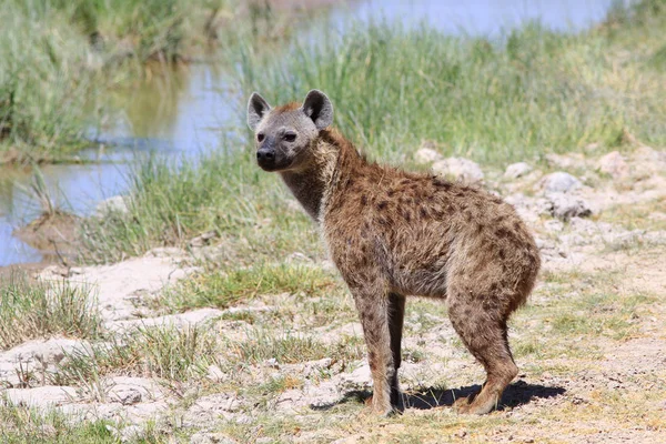 Schöne erwachsene fleckige Hyäne — Stockfoto