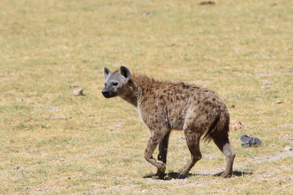 Beautiful adult spotty hyena — Stock Photo, Image