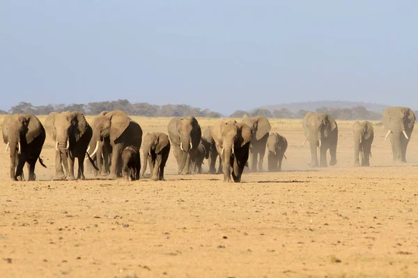 Flocken afrikanska elefanter Royaltyfria Stockbilder