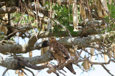 Bir sosis ağaç dalına kartal