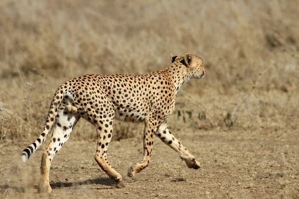 Гепард бежит по саванне — стоковое фото