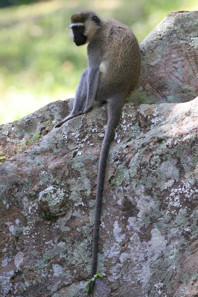 O macaco adulto Vervet — Fotografia de Stock