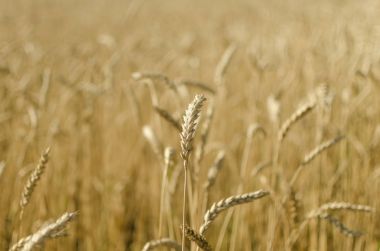 Tahıl, hangi un yapmak