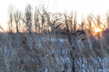 Bir alandaki donmuş bush