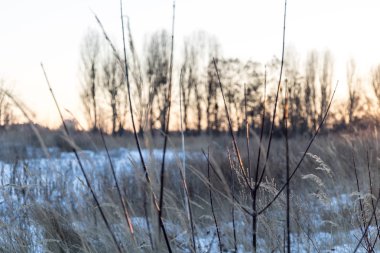 Bir alandaki donmuş bush