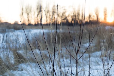 Bir alandaki donmuş bush