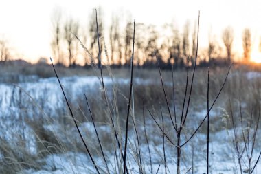 Bir alandaki donmuş bush