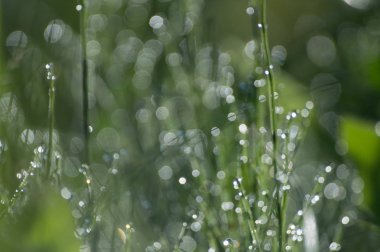 yeşil arka plan bulanık 