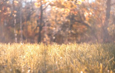 sonbahar manzara ve güneş ışığı yamalari