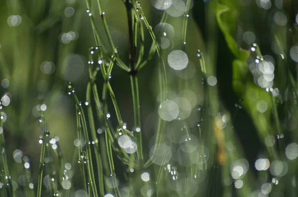 Fond vert flou d'herbe et de rosée — Photo