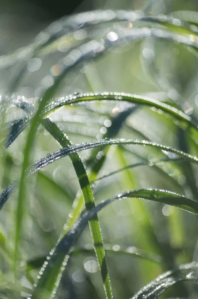 Fond vert flou d'herbe et de rosée — Photo