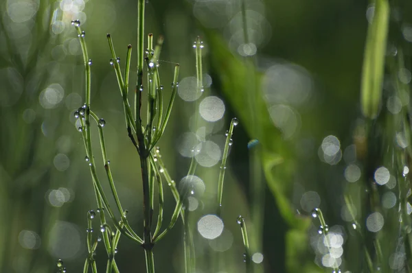 Πράσινο θολή φόντο γρασίδι και δροσιά — Φωτογραφία Αρχείου